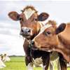 الصحة العالمية تكتشف "إنفلونزا الطيور" في حليب الأبقار الأمريكية وتصدر تحذيرا 