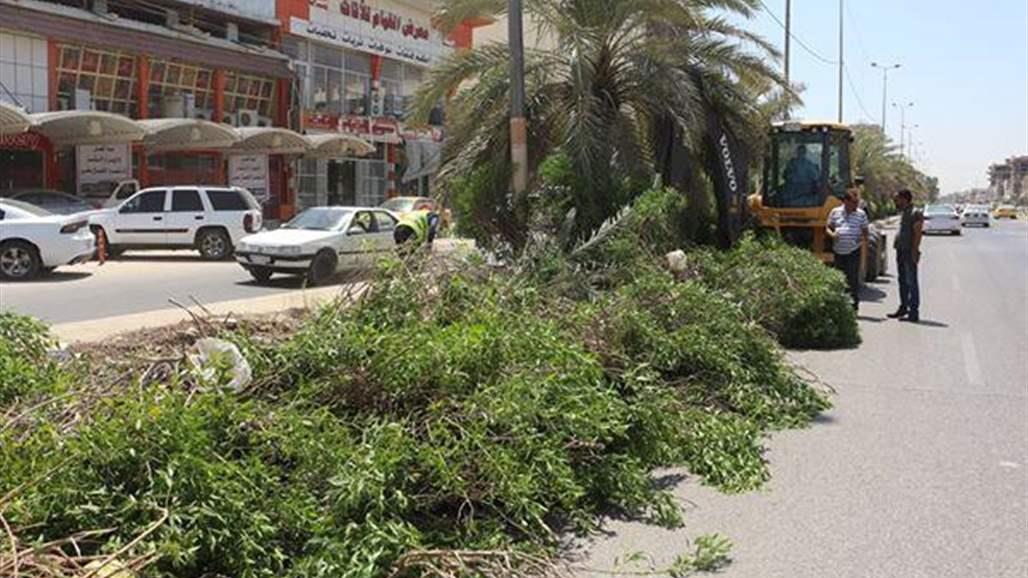  بعد اضرار الكاربس.. النجف تستبدلها بأشجار صديقة للبيئة "صور"