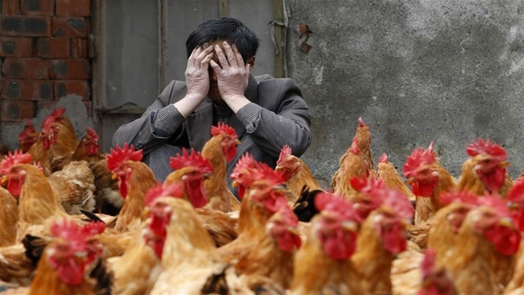 After "Corona" .. bird flu virus is spreading again in China Doc-P-333314-637162286962432022