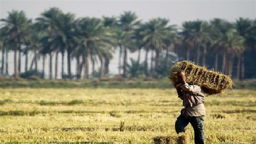 النجف تطالب التجارة و المالية بصرف مستحقات الفلاحيين بأسرع وقت 