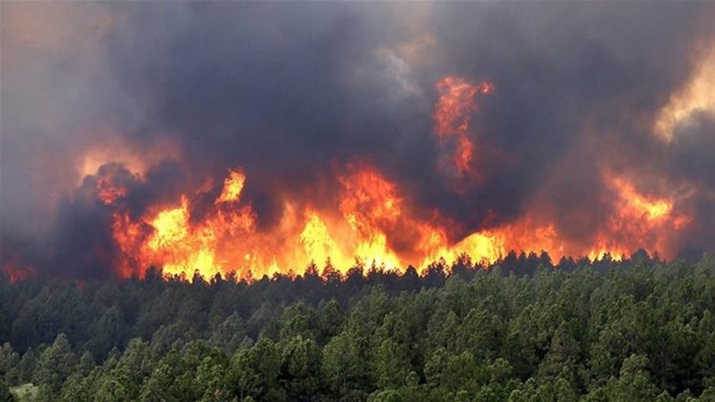 رسمياً.. الجزائر تسيطر على جميع الحرائق