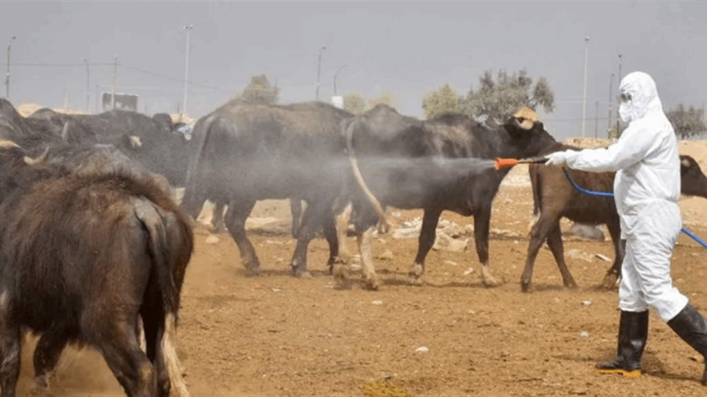 لمنع الإصابة بالحمى النزفية.. كربلاء تطلق حملة لمكافحة الرعي العشوائي 