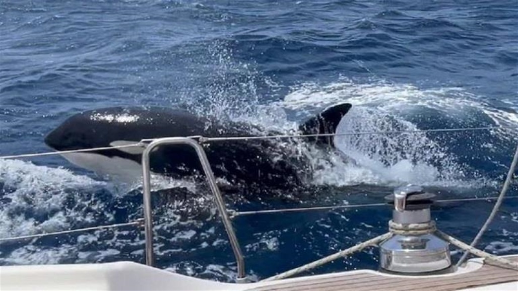 &quot;الحيتان القاتلة&quot; تغرق يختا شراعيا في مضيق جبل طارق