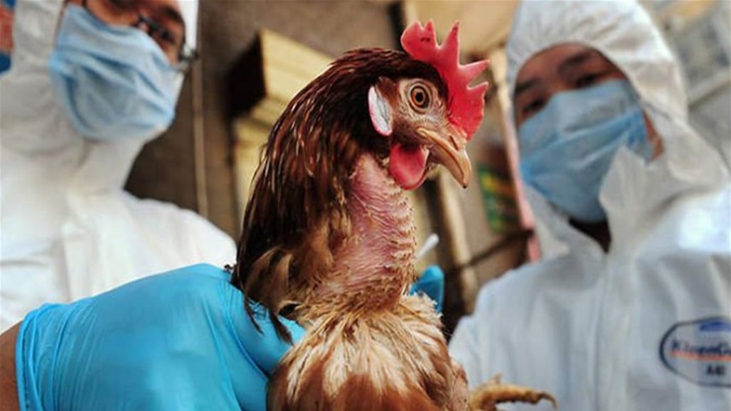 بعد اكتشاف إصابات قبل أيام.. توضيح حكومي بشأن انتشار مرض انفلونزا الطيور
