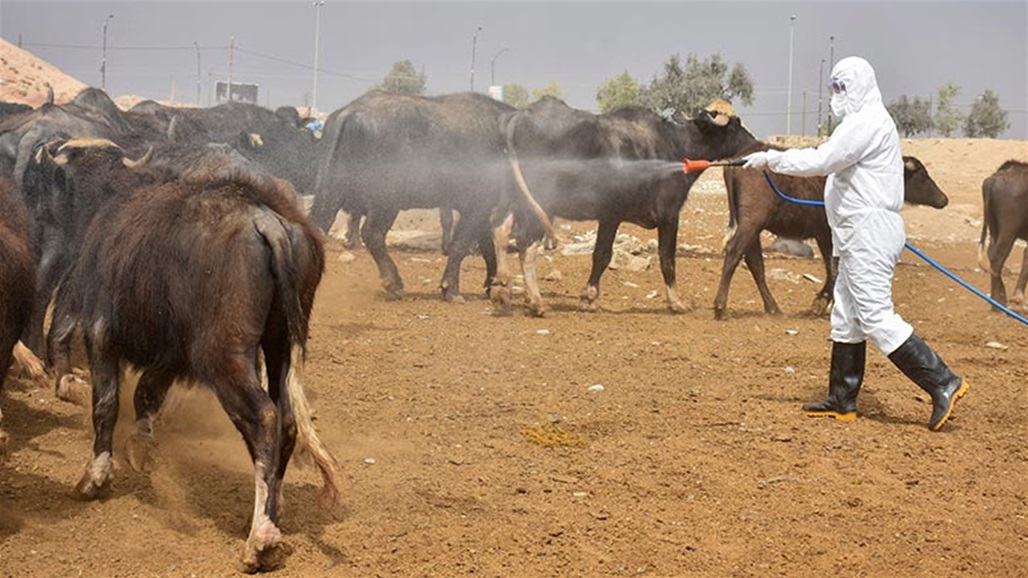 اصابتان جديدتان بـ &quot;الحمى النزفية&quot; بأربيل.. كم بلغ اجمالي الإصابات في الإقليم؟ 