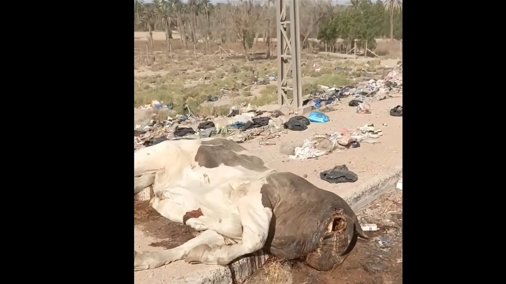 جثث أبقار &quot;مجهولة الهوية&quot; على طريق رئيسي لمرور الزائرين في النجف (فيديو)