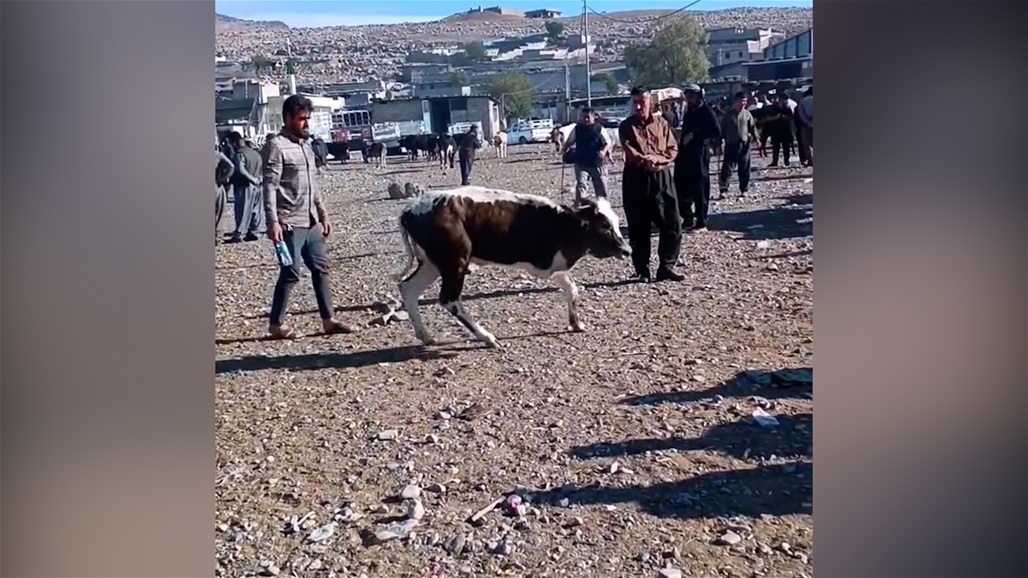 في السليمانية.. بقرة نادرة بثلاث أرجل تثير الدهشة!