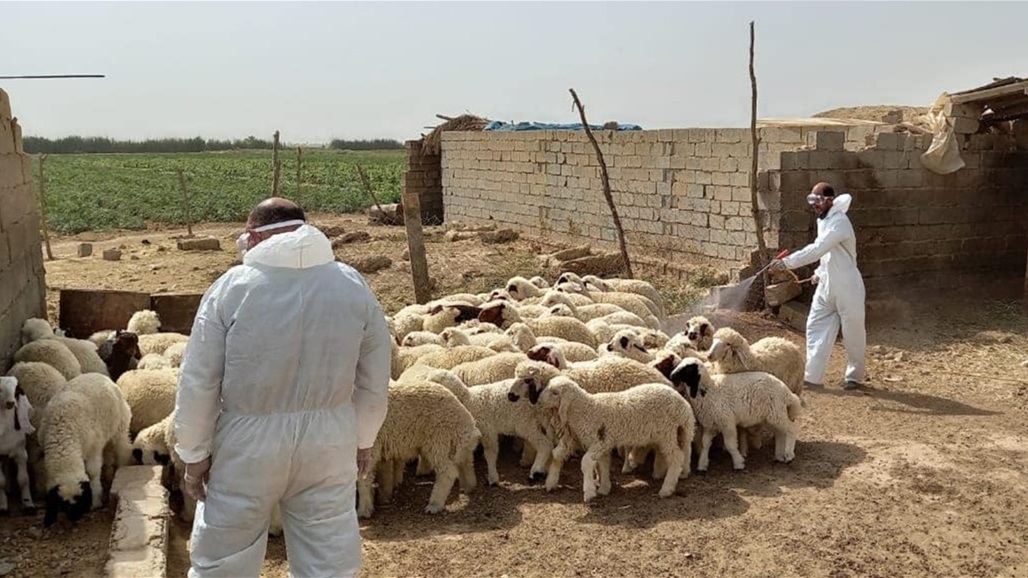 بالوثيقة.. كربلاء تسجل إصابة ثانية بالحمى النزفية