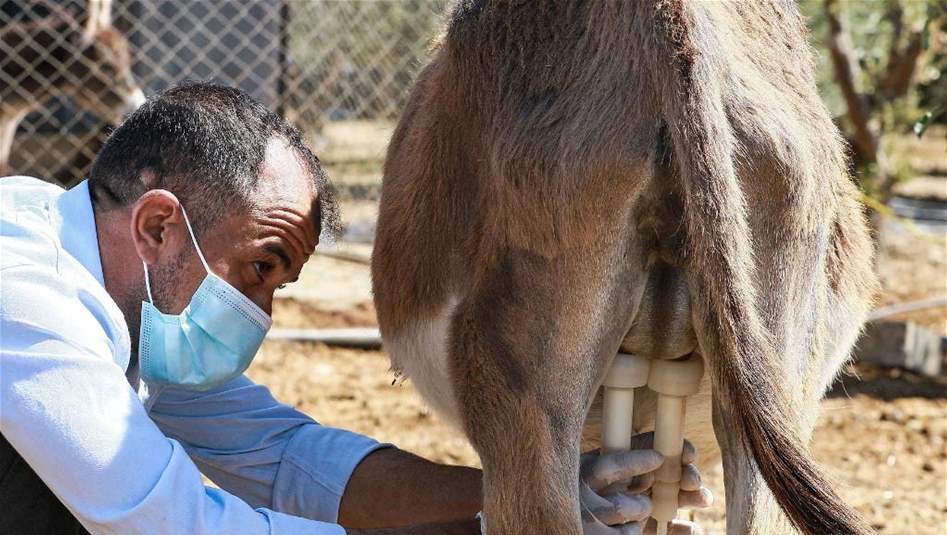 صابون حليب الحمير الأغلى في العالم... فوائده غير متوقعة!