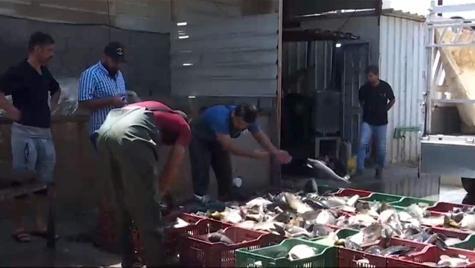 أسعار الأسماك تشهد ارتفاعا كبيرا في بغداد‎