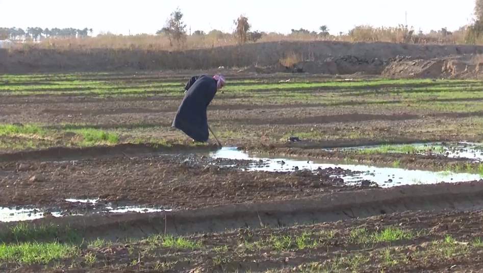 حزام بغداد... عشرون الف دونم اخضر في المدائن مهددة بالانقراض