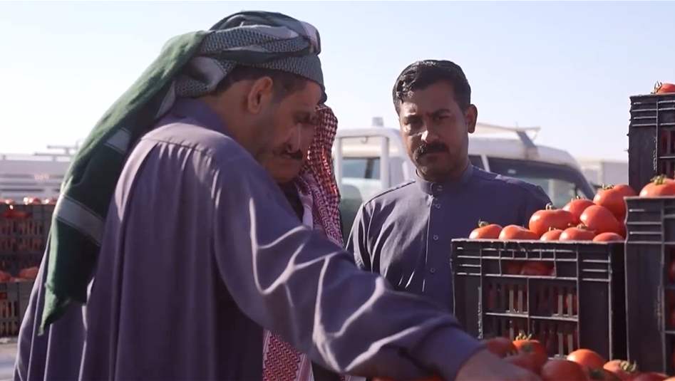 مزارعو البصرة يعترضون على قرار استيراد الطماطم ويطالبون بحماية إنتاجهم المحلي