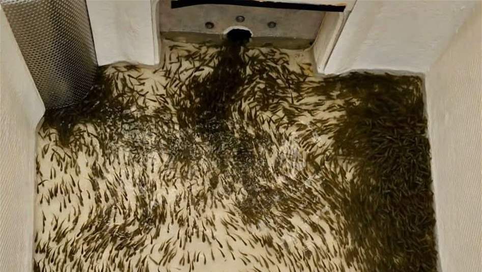 إطلاق 300 ألف إصبعية سمك في بحيرة حمرين