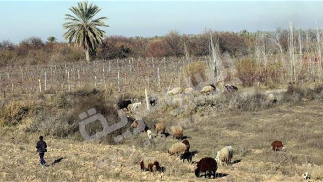 بالصور.. الحياة الطبيعية تعود الى بلد بعد تحريره من "داعش"