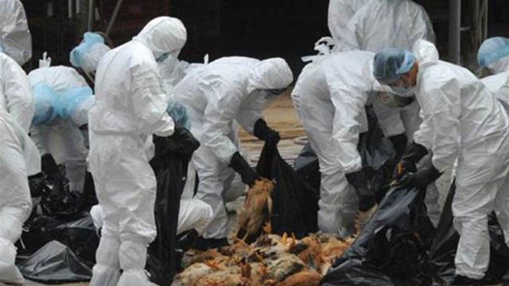 بيطرة ديالى تعلن انتهاء عملية اعدام الدجاج المصاب بانفلونزا الطيور بالمحافظة