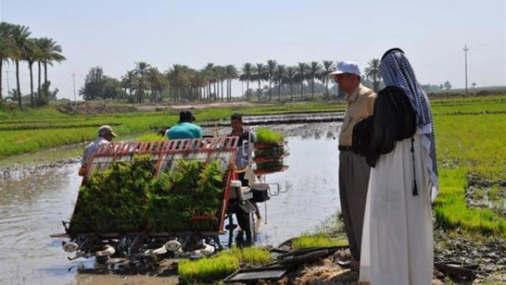 الجمعيات الفلاحية: السماح بزراعة الشلب في النجف والديوانية سيحفظ بذوره وليس للاستهلاك