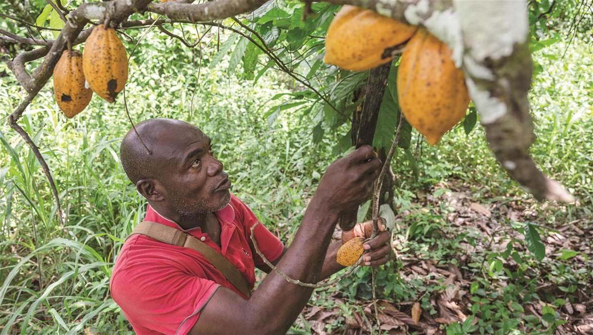 On World Chocolate Day, the poor may be deprived of the delicious taste!